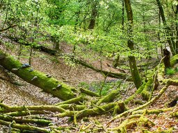 IMGP7298_HDR5_Boeg_doedtved